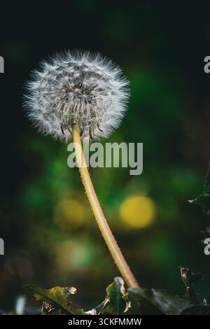 Gros plan d'une tête de graines de pissenlit (Taraxacum officinale) avec de fins détails des graines sur un fond naturel flou. Banque D'Images