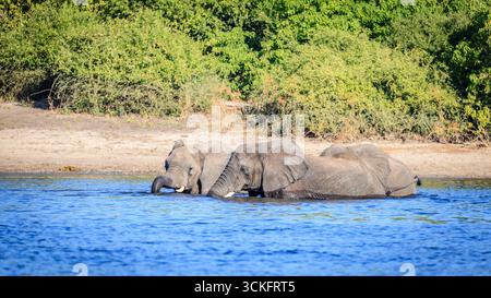 Deux éléphants africains se baignant dans la rivière Chobe au Botswana Banque D'Images
