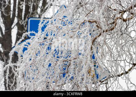 Une branche couvrait des cristaux givrés, cachant une route des panneaux bleus indiquant la direction. Banque D'Images