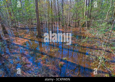 Morning Shadows sur une forêt de Bottomland inondée dans le parc national de Congaree en Caroline du Sud Banque D'Images