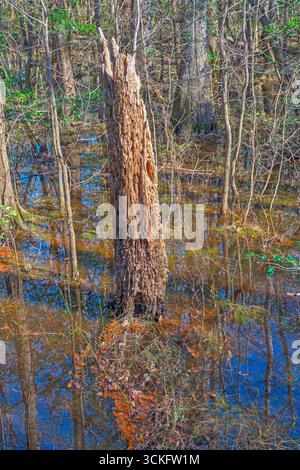 Tronc d'arbre en décomposition dans une forêt inondée dans le parc national de Congaree en Caroline du Sud Banque D'Images