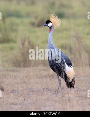 Grue à couronnes grises (Balearica regulorum) dans le parc national d'Amboseli, Kenya Banque D'Images