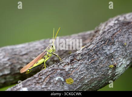 Obscure Bird Grasshopper (Schistocerca obscura) assis sur une branche d'arbre dans le jardin d'été. Copier l'espace. Banque D'Images