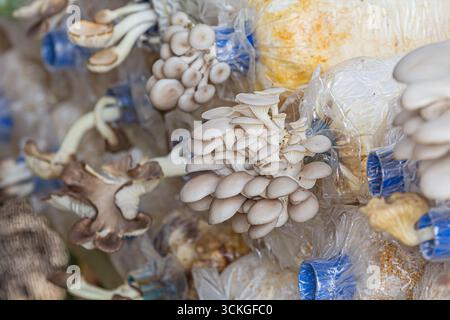 Huître indienne, huître italienne (Pleurotus pulmonarius) étroitement apparentée à l'huître perlière (P. ostreatus), champignon gastronomique comestible Banque D'Images