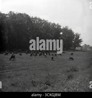 Un paysage pastoral serein de la périphérie de Sloviansk, capturé dans les années 1970, représentant un troupeau de vaches broutant paisiblement dans un vaste pré sur fond d'une dense ligne d'arbres. Cette image idyllique représente magnifiquement la vie rurale et la structure agricole de la région du Donbass pendant l'ère soviétique, créant une scène pittoresque de tranquillité, d'harmonie naturelle et de l'abondance tranquille de la campagne qui a caractérisé la stagnation de l'ère Brejnev. C'est une vision intemporelle du rythme calme de la nature Banque D'Images