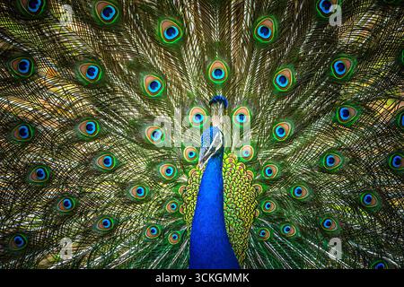 Paon indien affichant son train ou sa queue des plumes apparentes, qu'ils affichent dans le cadre d'un rituel de cour. Pavo cristatus Banque D'Images