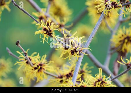 Hamamelis mollis Jermyns Gold, sorcière noisette Jermyns Gold, fleurs jaune-or, Banque D'Images