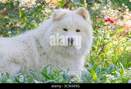 Gros plan portrait d'un chien Samoyed blanc moelleux couché dans le jardin, avec une fourrure épaisse et une expression calme dans la lumière naturelle, à l'extérieur dans la nature verte sett Banque D'Images