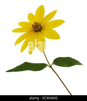 Merveilleux petit tournesol jaune en vue de côté, isolé sur fond blanc, y compris le chemin de détourage. Banque D'Images