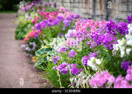 Fleurs colorées de phlox fleurissant en grappes denses dans les buissons de jardin. Parterre de fleurs pour plantes ornementales Banque D'Images