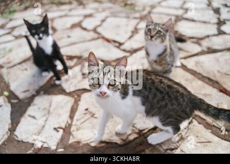 Les chats de rue implorent de se promener dans les rues de Corfou en Grèce Banque D'Images
