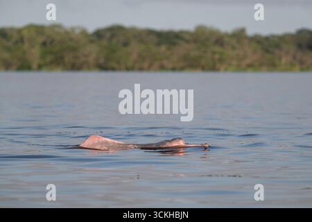 Vue sur les dauphins roses dans le lac dans la réserve de Mamirauá, Amazonas Banque D'Images