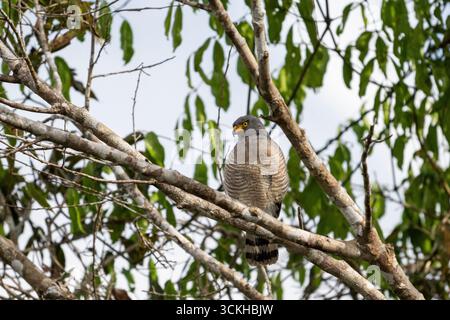 Belle vue sur le faucon de bord de route sur l'arbre vert de la forêt tropicale Banque D'Images