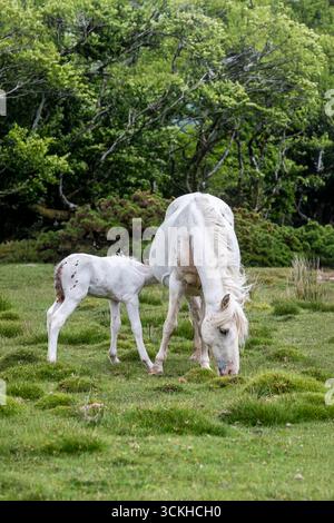 Un poulain sauvage Bodmin Pony se nourrissant d'une jument sur Bodmin Moor en Cornouailles au Royaume-Uni. Banque D'Images