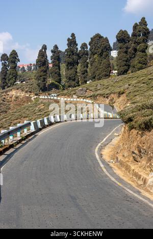 Buissons de thé côté route près du point de vue Castleton Tea Garden, Kurseong, Darjeeling, Inde Banque D'Images