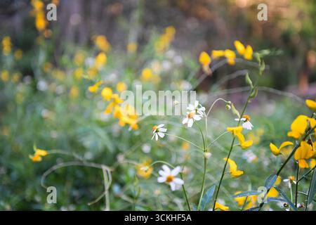 Aiguilles espagnoles sauvages et fleurs de pois perdrix dans le pré de Floride Banque D'Images