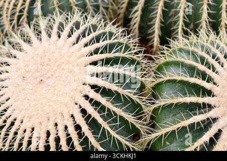 Gros plan du grand cactus en tonneau géant 'Echinocactus Platyacanthus' avec des pointes blanches Banque D'Images