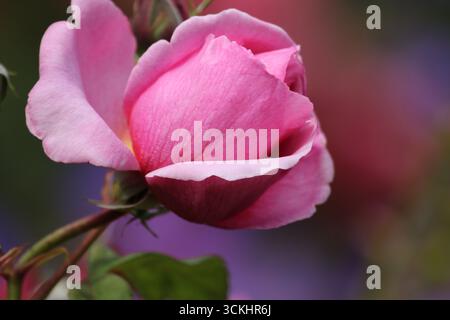 Roses roses en abondance en pleine floraison. Banque D'Images