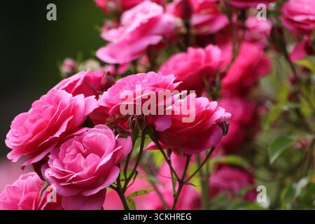 Roses dans le jardin, en pleine floraison en été. Banque D'Images