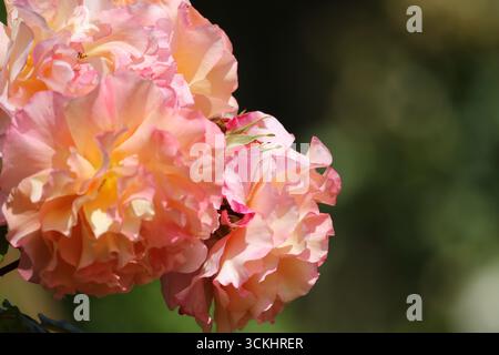 Roses dans le jardin, en pleine floraison en été. Banque D'Images