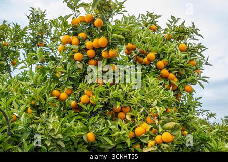 Oranger luxuriant rempli d'oranges mûres, de feuilles vertes vibrantes créant une scène rafraîchissante, incarnant l'essence de l'été, de la santé et du beau naturel Banque D'Images