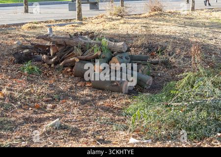Les bûches et les branches récemment coupées sont empilées sur l'herbe sèche, suggérant des activités récentes de parage d'arbres ou d'aménagement paysager Banque D'Images