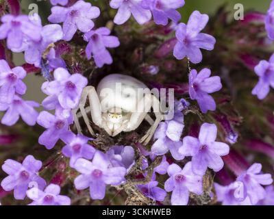 Araignée crabe à fleur blanche (Misumena vatia) camouflée parmi des fleurs de verbéna violettes éclatantes dans un jardin, vue macro en gros plan. Banque D'Images