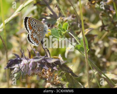 Papillon bleu commun - Polyommatus icarus - montrant le dessous des ailes Banque D'Images