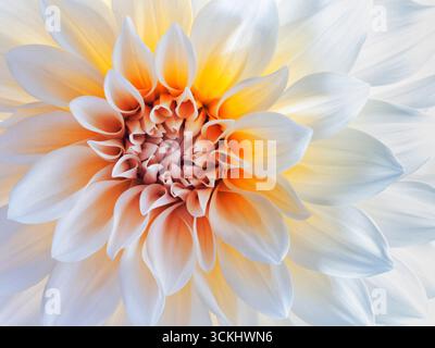 Macro rapprochée d'une magnifique dahlia blanche avec un centre orange et jaune éclatant, mettant en valeur des pétales doux en couches dans une belle symétrie. Banque D'Images