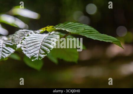 Foyer sélectif des feuilles de celer d'Ulmus pumila, du cornbeam européen ou du carpinus betulus dans le jardin, petite plante à feuilles qui forme une haie dense, verte Banque D'Images
