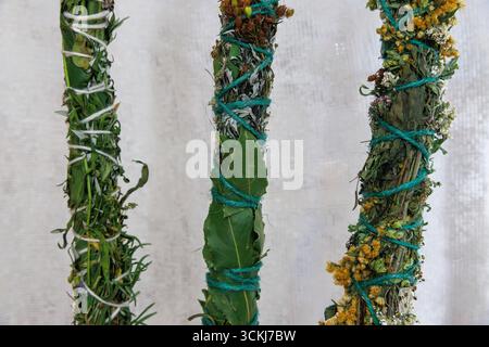 Bâtonnets de maculage, herbes sauvages séchées roulées en bâtonnets pour fumer, Allemagne. Banque D'Images