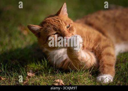 un chat au gingembre se toilettant avec sa patte Banque D'Images