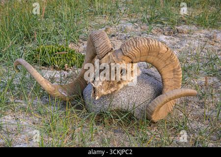 Vue rapprochée du crâne et des cornes de moutons Marco Polo aka ovis ammon polii ou argali sur rocher, Karakul, Gorno-Badakhshan, Tadjikistan Pamir Banque D'Images