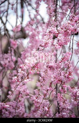 Cerisier rose éclatant en fleurs au Japon au printemps. Des grappes denses de fleurs de cerisier roses recouvrent les branches pendant la saison printanière du Japon. Banque D'Images