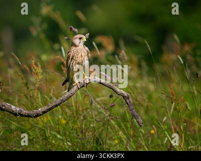 Une femelle Cestrel, (Falco tinnunculus), perchée sur une branche, sur une terre agricole dans le West Yorkshire, Royaume-Uni Banque D'Images