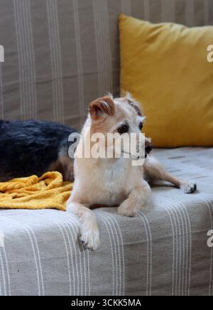 Chien mignon dormant sur une couverture douce, gros plan de la photo. Un petit chien assis sur un canapé et regardant la caméra. Banque D'Images