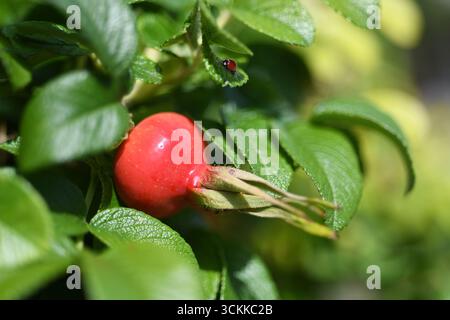 Rose hanche et coccinelle Banque D'Images