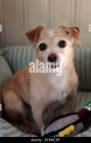 Chien mignon dormant sur une couverture douce, gros plan de la photo. Un petit chien assis sur un canapé et regardant la caméra. Banque D'Images