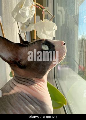 Une photographie rapprochée d'un chat Sphynx canadien prise avec un objectif grand angle, montrant ses caractéristiques uniques sans poils lorsqu'il est assis près de la fenêtre en naturel Banque D'Images