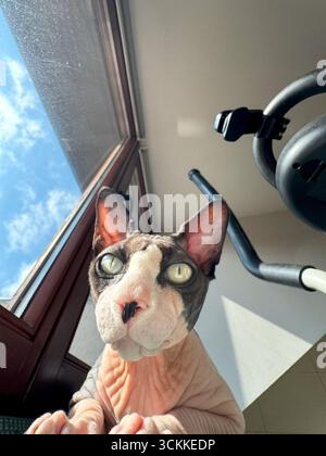 Photographie grand angle d'un chat canadien Sphynx assis sur une natte près d'une fenêtre lumineuse. L'arrière-plan présente un ciel bleu clair, mettant en valeur le chat Banque D'Images