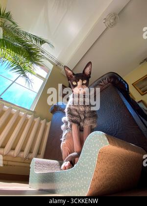 Une photo grand angle verticale d'un chat canadien Sphynx portant un chandail confortable tout en se tenant debout à côté d'un canapé. L'image met en valeur son corps élancé, grand Banque D'Images