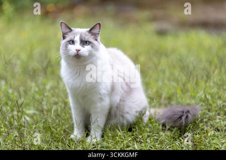 Portrait d'un chat Ragdoll assis sur l'herbe verte à l'extérieur Banque D'Images