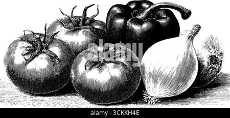 Collage de légumes vintage gravés : tomates, poivrons, oignon. Illustration de Vecteur