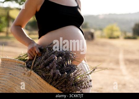 Femme fermière enceinte tenant un panier en osier et un bouquet de lavande fraîche dans un champ Banque D'Images