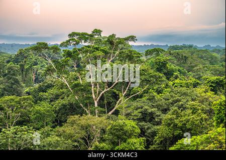 Forêt amazonienne Canopy au crépuscule Banque D'Images