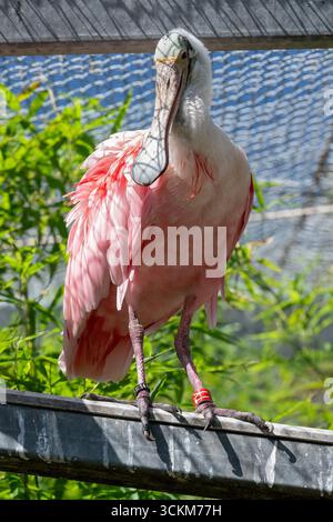 Mulhouse, France - vue sur un bec de cuillère rosé perché sur une poutre dans le jardin zoologique et botanique de Mulhouse. Banque D'Images