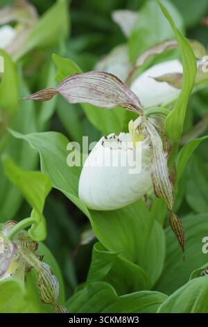 Cypripedium. Grandes poches de fleurs d'orchidée de pantoufle de Lady poussant à l'extérieur dans une bordure de jardin humide et partiellement ombragée. ROYAUME-UNI Banque D'Images