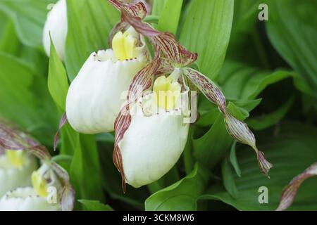 Cypripedium. Grandes poches de fleurs d'orchidée de pantoufle de Lady poussant à l'extérieur dans une bordure de jardin humide et partiellement ombragée. ROYAUME-UNI Banque D'Images