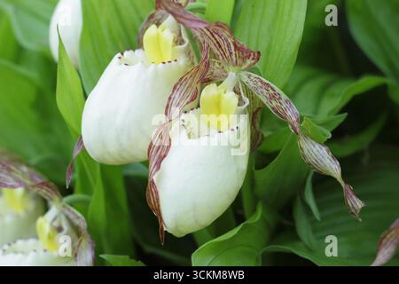 Cypripedium. Grandes poches de fleurs d'orchidée de pantoufle de Lady poussant à l'extérieur dans une bordure de jardin humide et partiellement ombragée. ROYAUME-UNI Banque D'Images