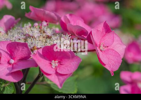 Fleur d'hortensia lacecap rose plate (Hydrangea macrophylla), Angleterre du Sud-est, Royaume-Uni. Cette variété est attrayante pour les abeilles. Banque D'Images